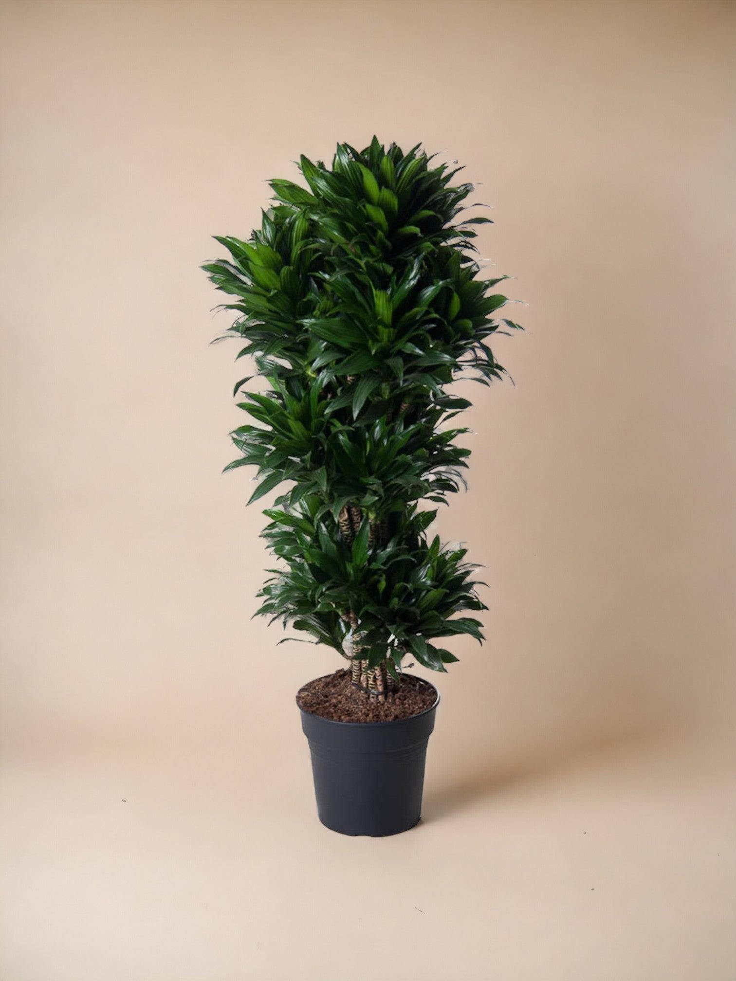 La Green Touch - Dracaena Compacte ramifié - 140 cm - ø31 140cm - Plante d'intérieur- La Green Touch - Imagen 3