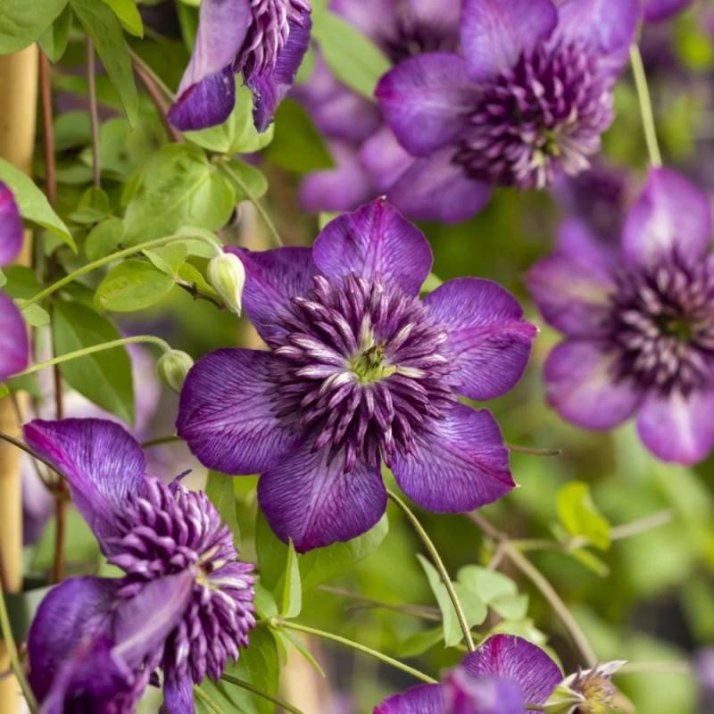 Clématite florida Welcome Home® 'Zo24025' à fleurs Violette - feuillage Caduc - Pot de 2L - Tuteur bambou 60/90 cm-  hauteur à maturité De 1,00 m à 1, - Imagen 2