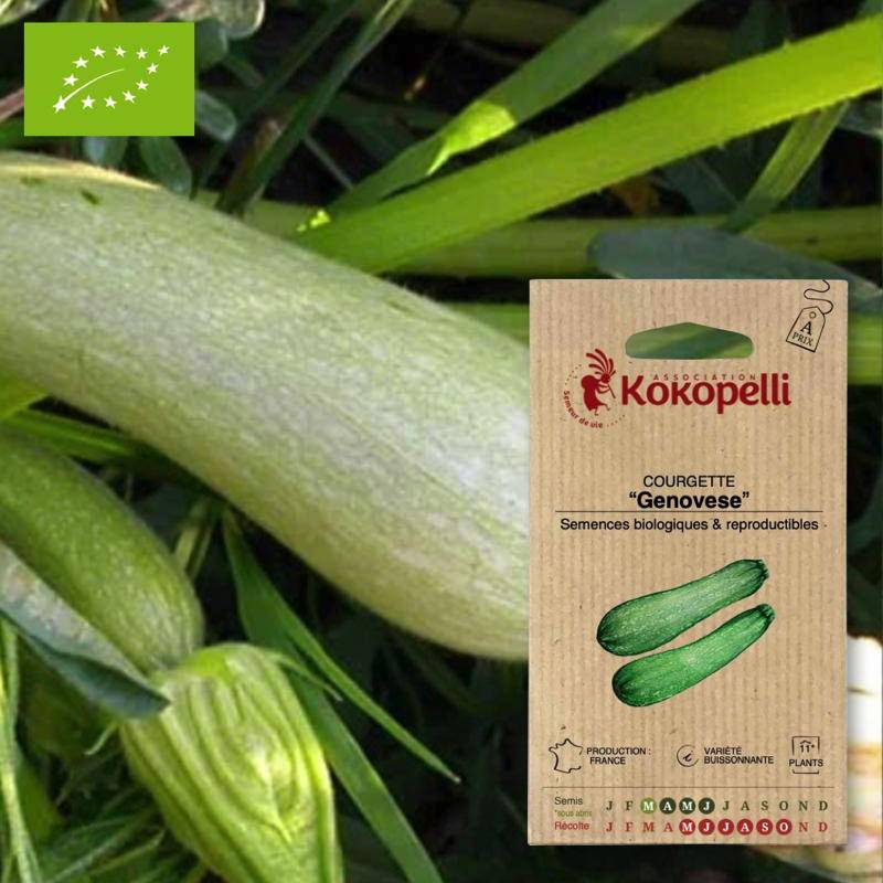 Courgette Genovese- Graines bio à semer - Imagen 1