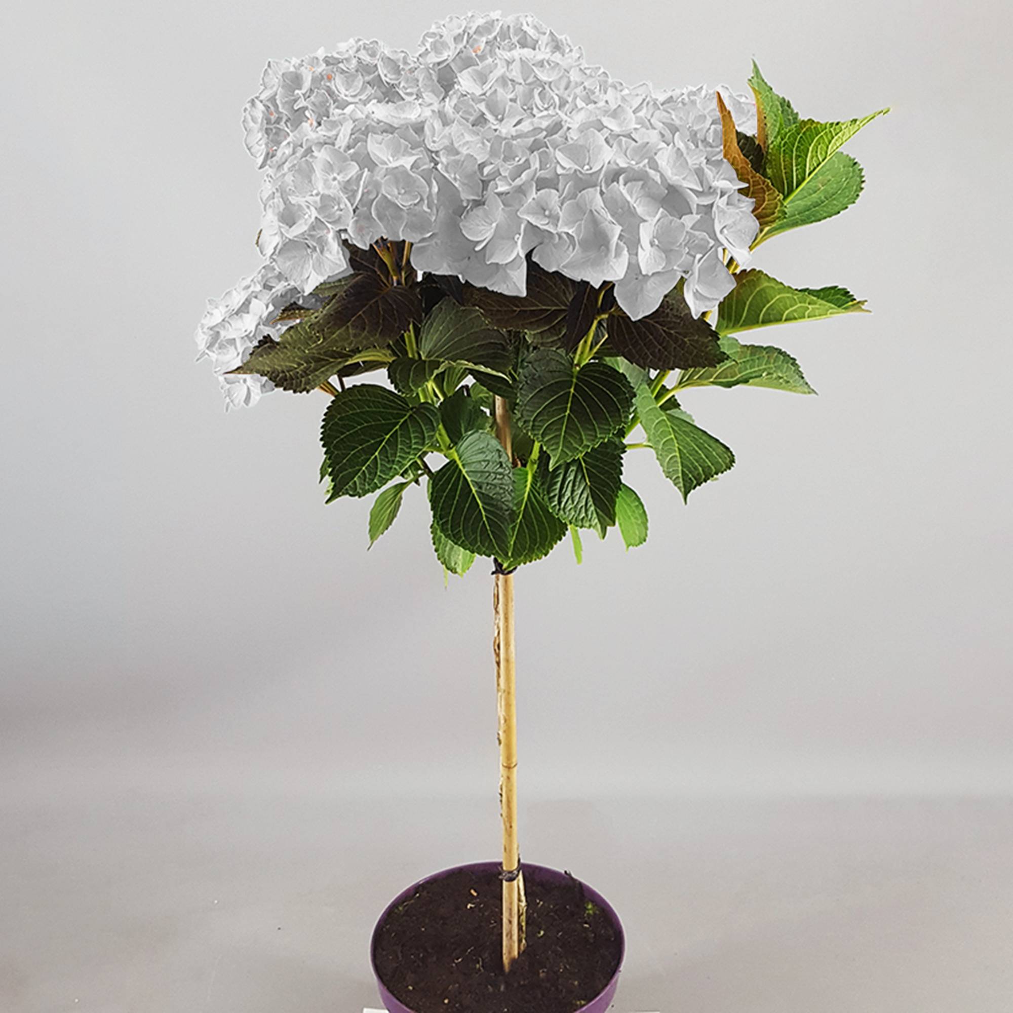 Gardenersdream - Hortensia macrophylla arbre patio blanc, pot 3L, 50-90 cm - parfait pour jardins et terrasses - GardenersDream - Imagen 3