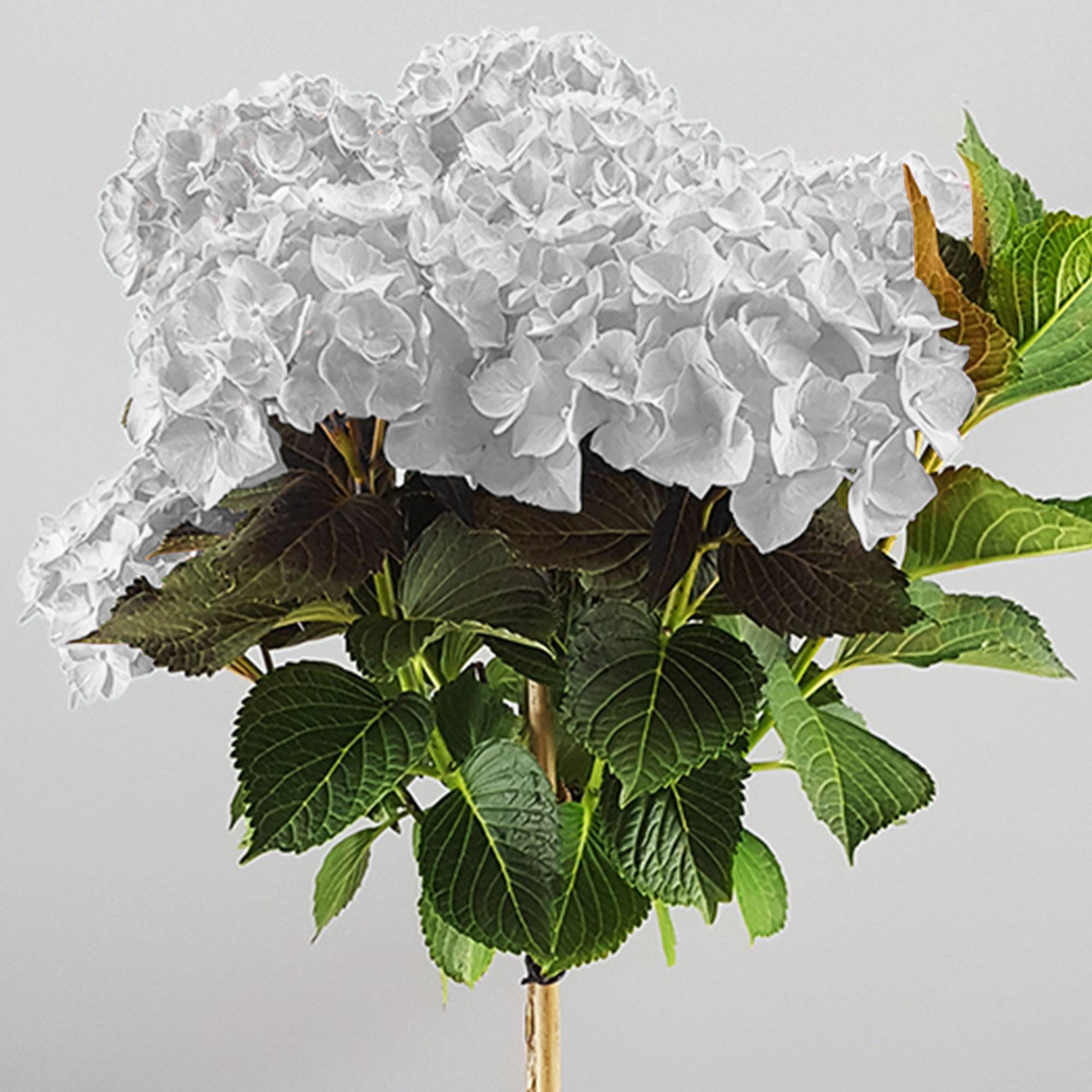 Gardenersdream - Hortensia macrophylla arbre patio blanc, pot 3L, 50-90 cm - parfait pour jardins et terrasses - GardenersDream - Imagen 2