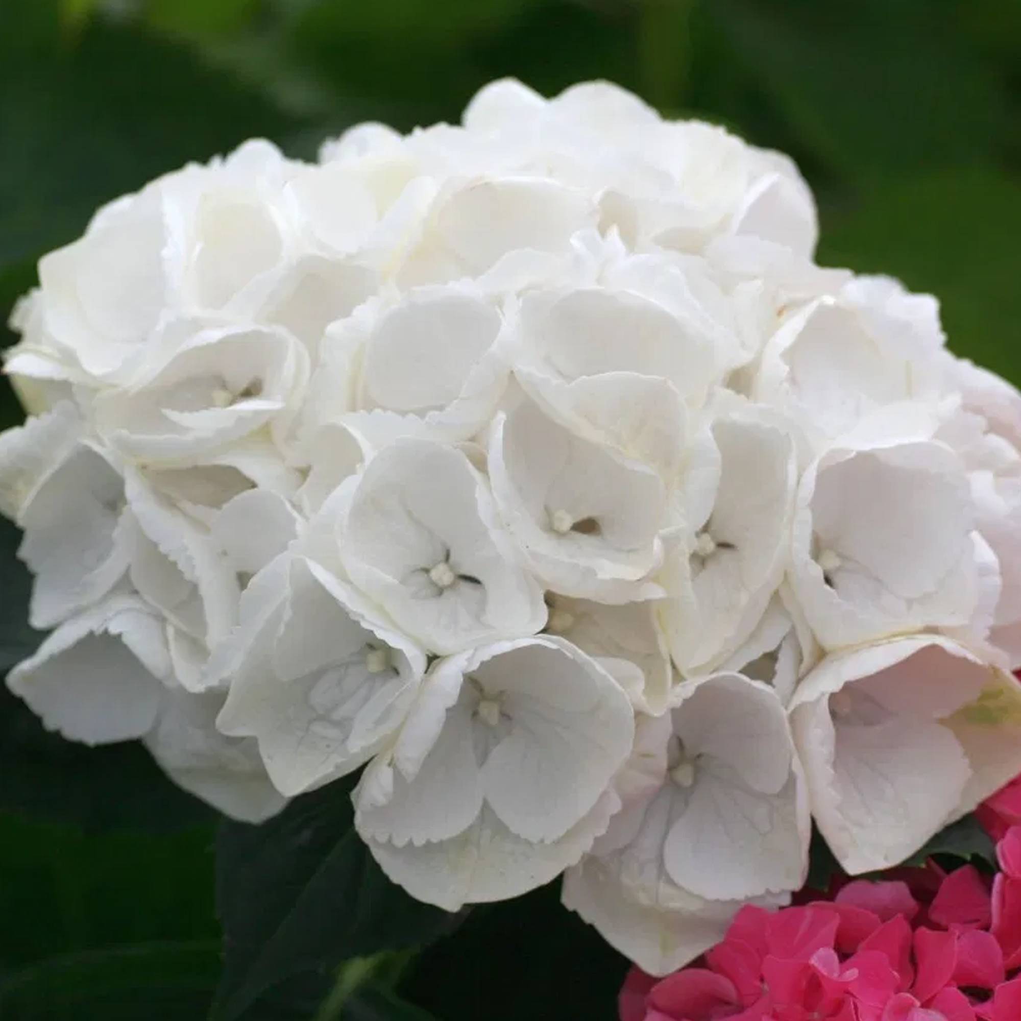 Gardenersdream - Hortensia macrophylla arbre patio blanc, pot 3L, 50-90 cm - parfait pour jardins et terrasses - GardenersDream - Imagen 4