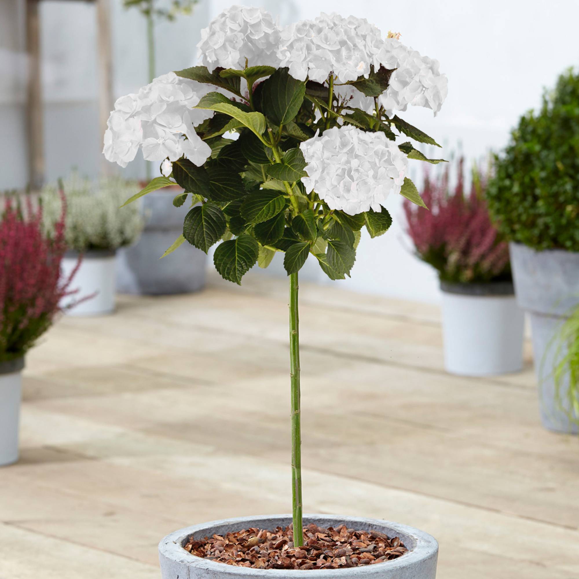 Gardenersdream - Hortensia macrophylla arbre patio blanc, pot 3L, 50-90 cm - parfait pour jardins et terrasses - GardenersDream - Imagen 1