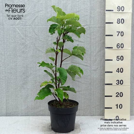 Magnolia acuminata Blue Opal Pot de 7,5L/10L - Image 2
