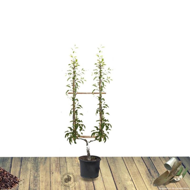 Poirier Angelys - Excellent rendement - Pot de 10L - Gobelet 2 ans - 120/150 cm - De 3,00 m à 5,00 m - Image 6