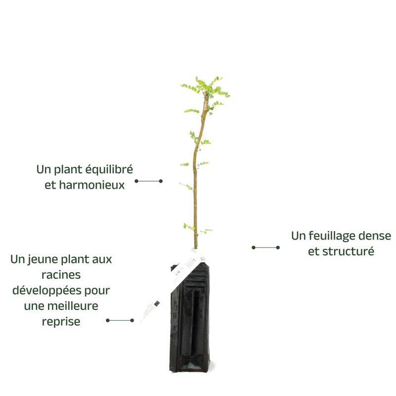 Acacia jaune (Caragna arborescens) - Godet - Taille 20/40cm - Pépinières Naudet - Image 3