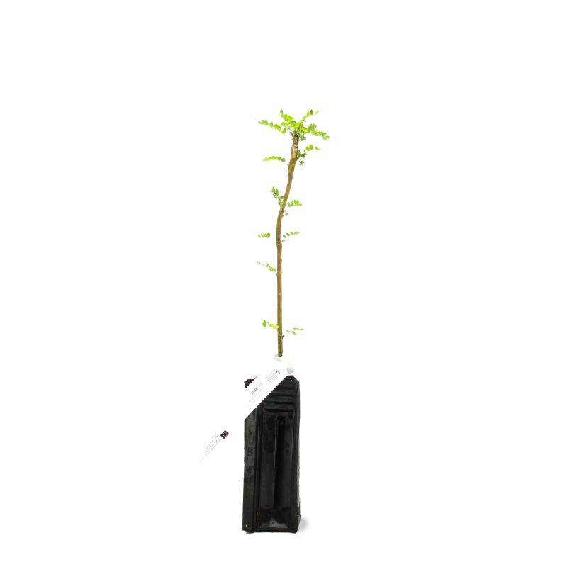 Acacia jaune (Caragna arborescens) - Godet - Taille 20/40cm - Pépinières Naudet - Image 2