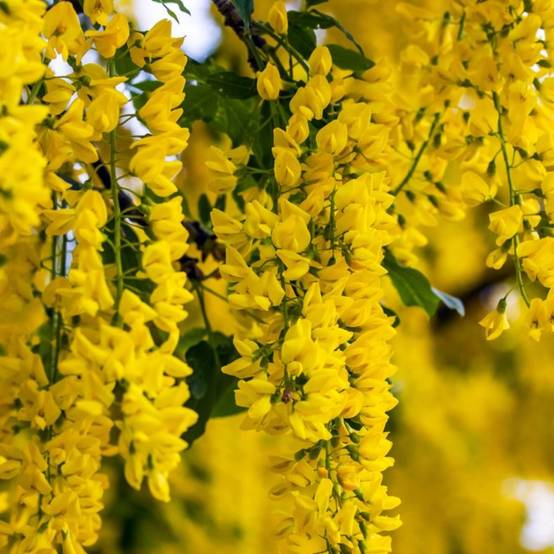 Acacia jaune (Caragna arborescens) - Godet - Taille 20/40cm - Pépinières Naudet - Image 1