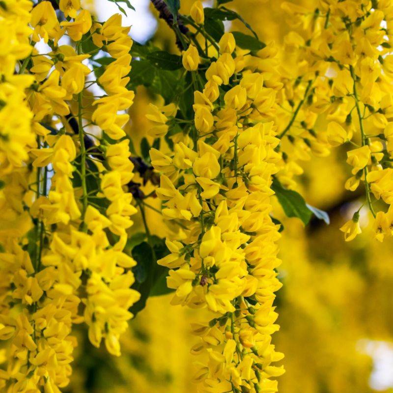 Acacia jaune (Caragna arborescens) - Godet - Taille 20/40cm - Pépinières Naudet - Image 1