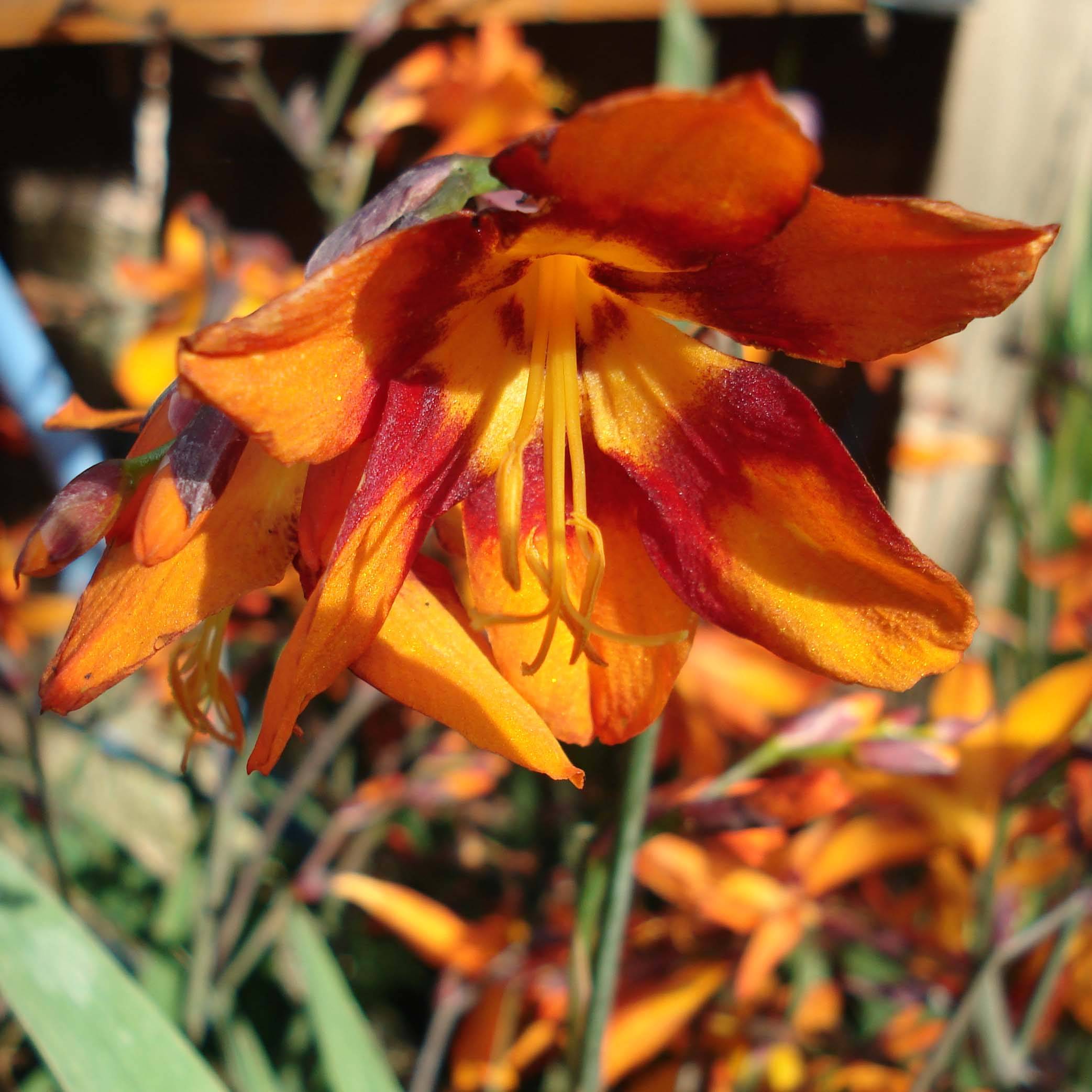 Crocosmia ou montbretia crocosmiflora Emily McKenzie Godet de 7/8 cm