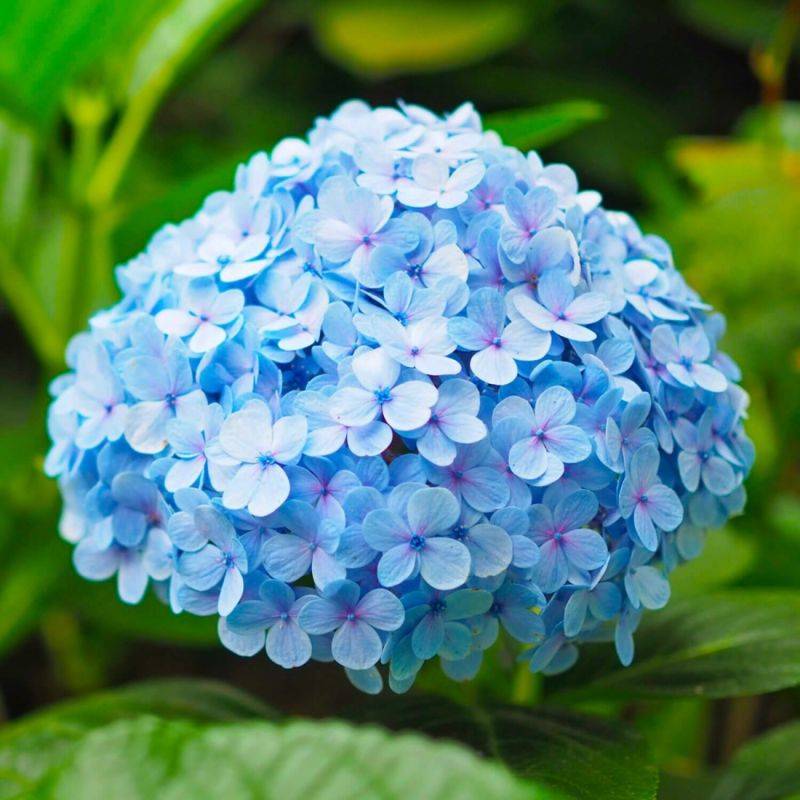 Hortensia Macrophylle 'Nikko Blue' (Hydrangea Macrophylla) - Godet - Taille 13/25cm - Pépinières Naudet - Image 1