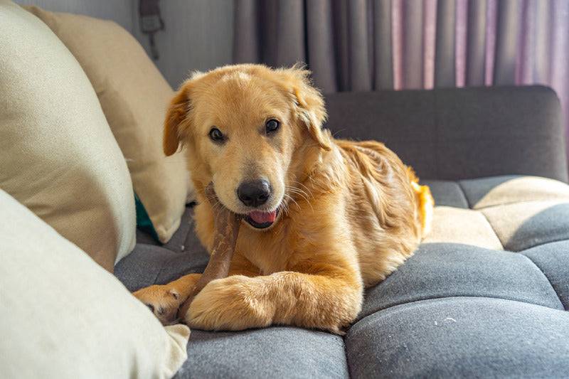 Marly & Dan - Barres à mâcher Sans Céréales "Articulation" pour Chien - Imagen 3