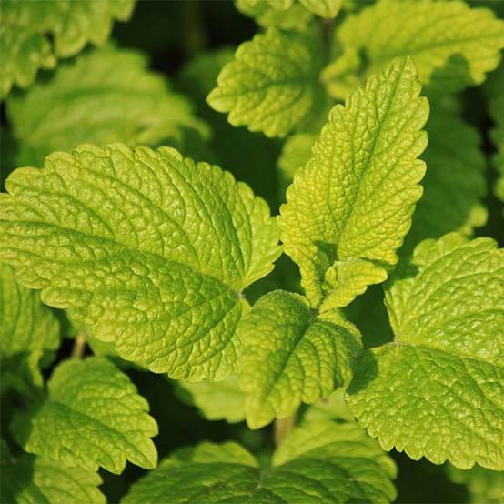 Menthe Tunisienne BIO Godet de 8/9 cm