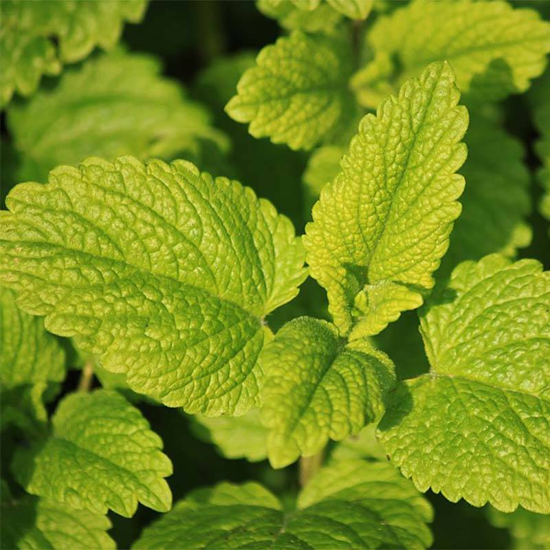 Menthe Tunisienne BIO Godet de 8/9 cm
