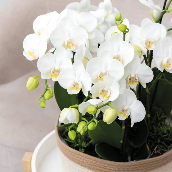 Panier en osier blanc - pot en osier avec détail blanc - Ø30cm - Image 3