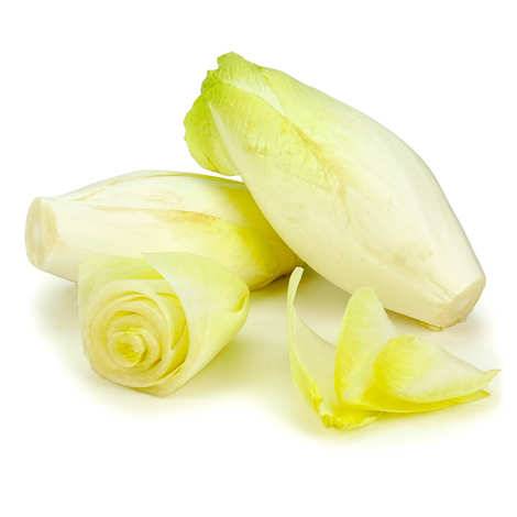 250 Graines d'Endive Demi-hâtive - SemiSauvage Permaculture - Image 1