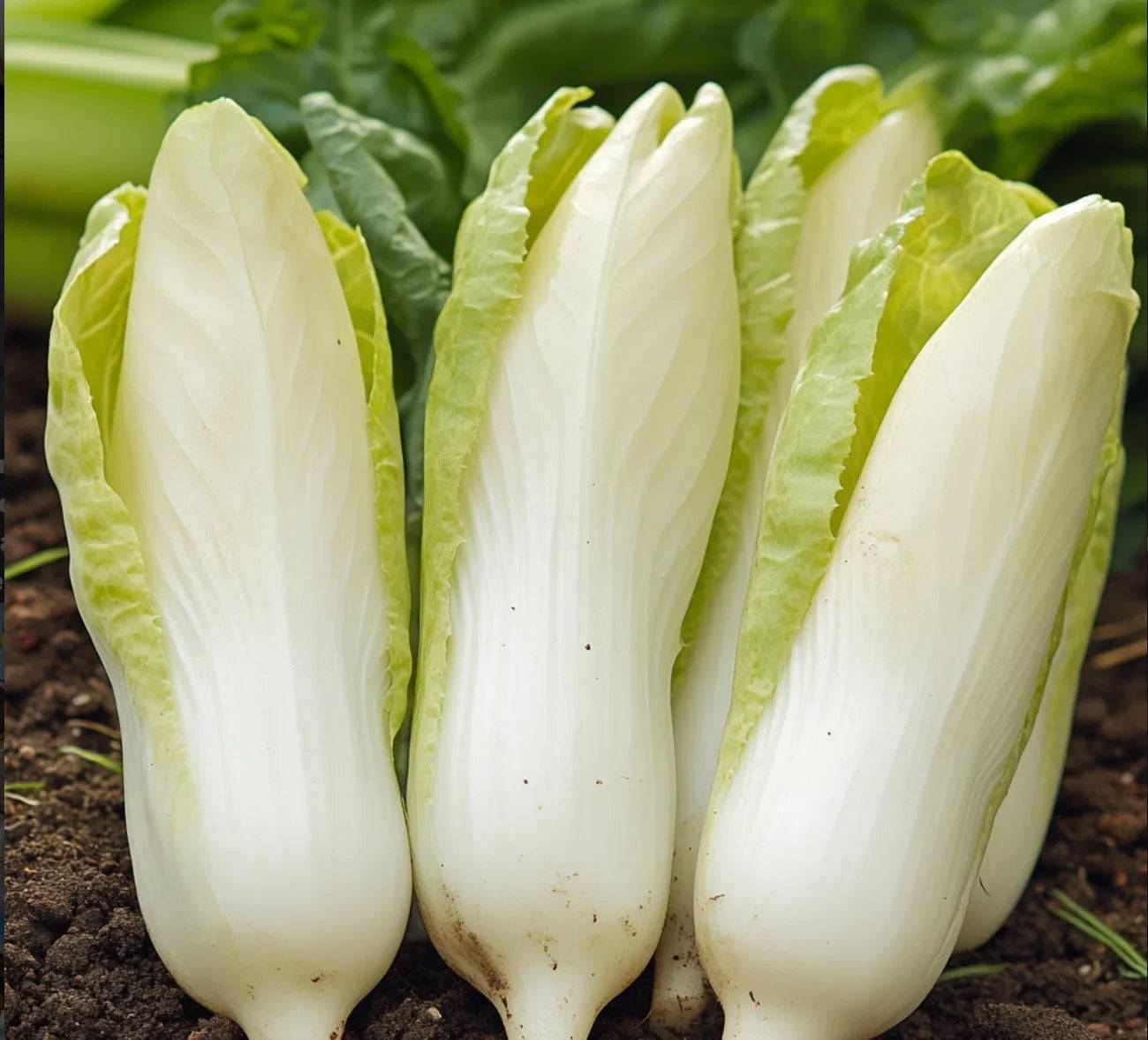250 Graines d'Endive Demi-hâtive - SemiSauvage Permaculture - Image 2