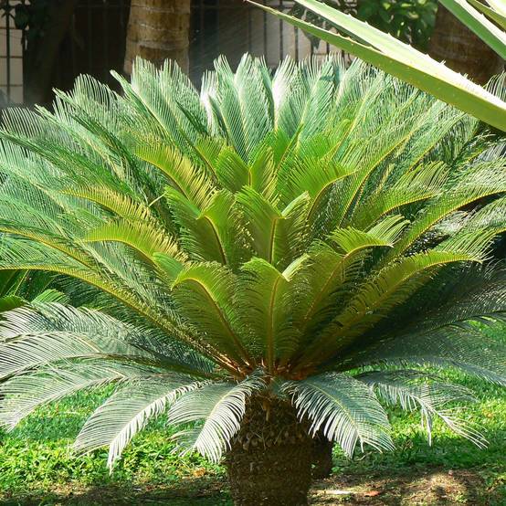 Cycas revoluta - Cycas du Japon Pot de 2L/3L - Image 1