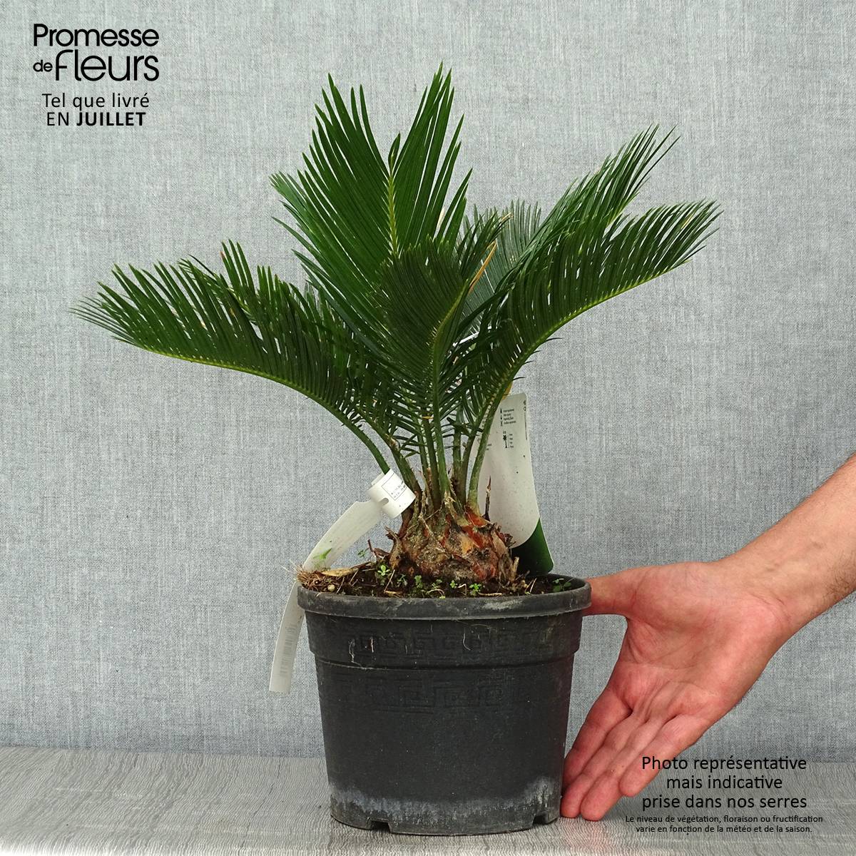 Cycas revoluta - Cycas du Japon Pot de 2L/3L - Image 2