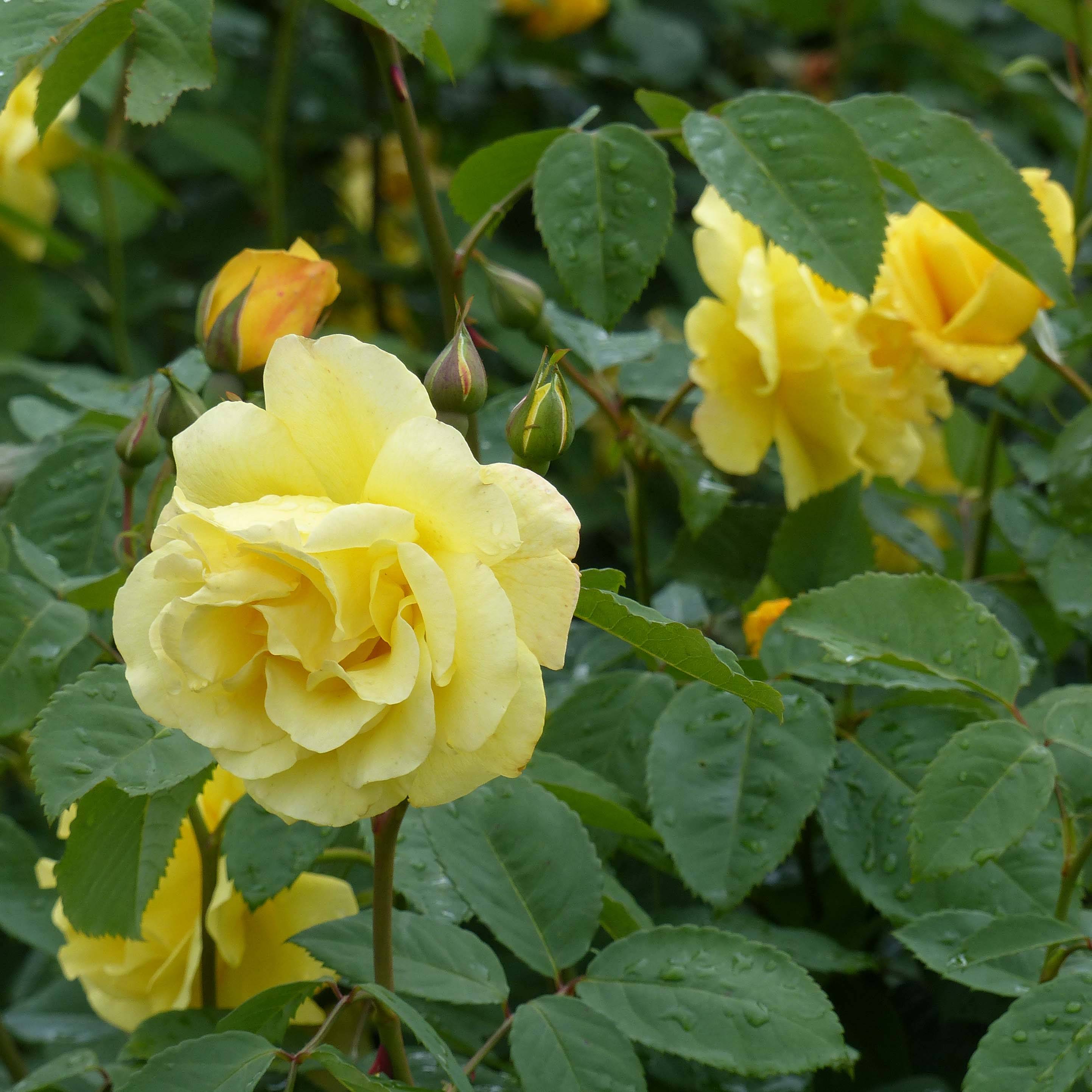 Rosier grimpant Golden Gate Pot de 4L/5L