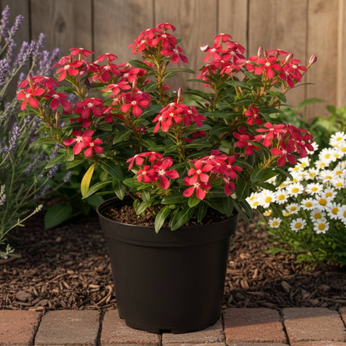 Pervenche de Madagascar Soiree Cerise White Eye - Catharanthus roseus Mini-motte Ø 3/4 cm (par 5)