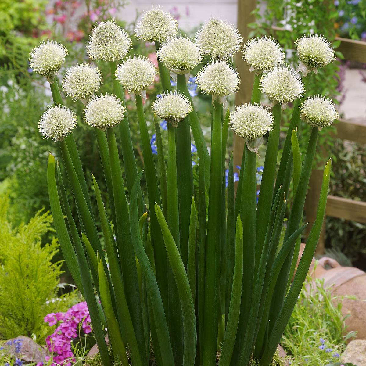 Promesse de Fleurs - Ciboule ou Cive - Allium fistulosum Godet de 8/9 cm calibre I