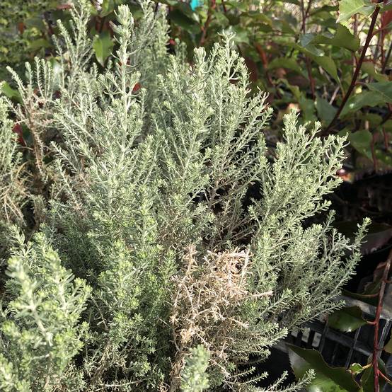 Cassinia retorta Ward Silver - Buisson miel Pot de 3L/4L - Image 1
