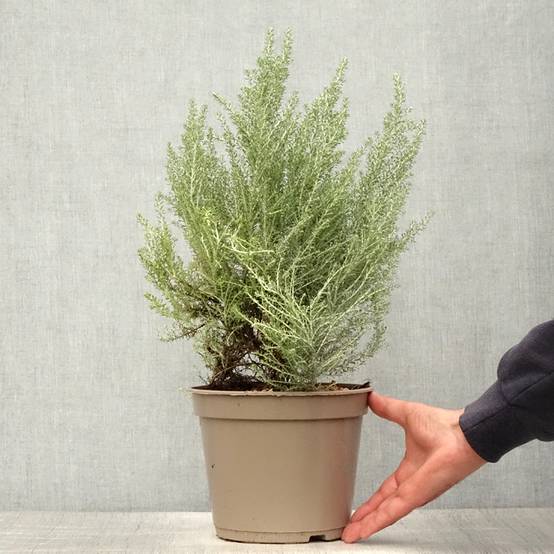 Cassinia retorta Ward Silver - Buisson miel Pot de 3L/4L - Image 2