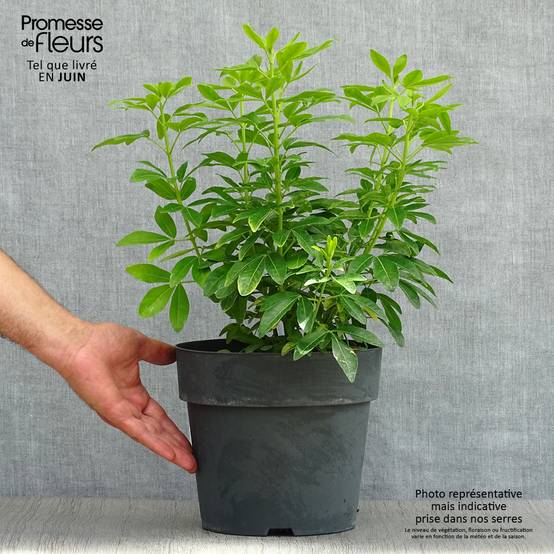 Choisya ternata Sundance - Oranger du Mexique Pot de 4L/5L - Image 2