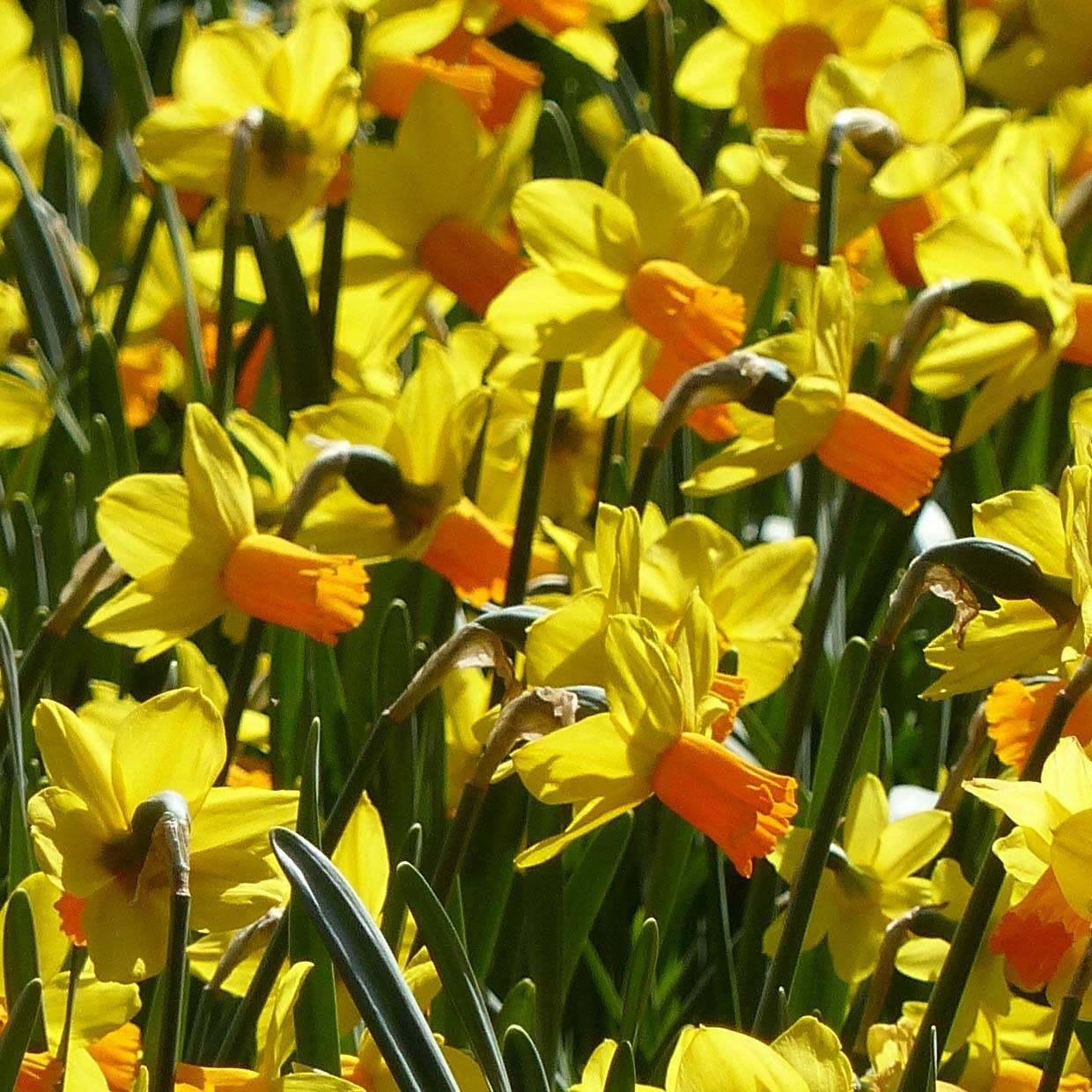 Promesse de Fleurs - Narcisse Jet Fire Bulbe calibre 10/11 (par 10)