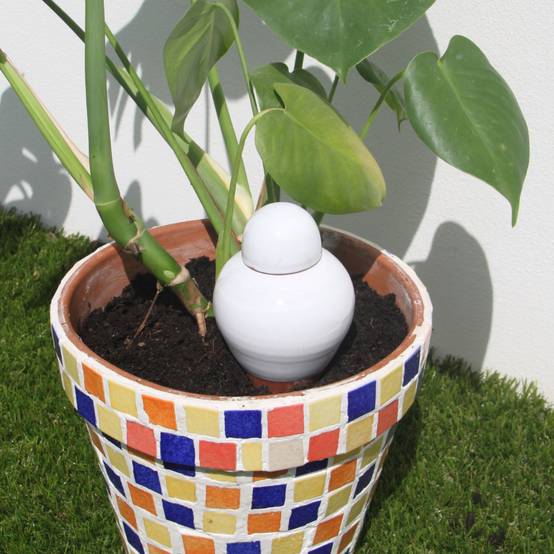 Ollas Lutton - Ollas sabeur blanc - Image 5