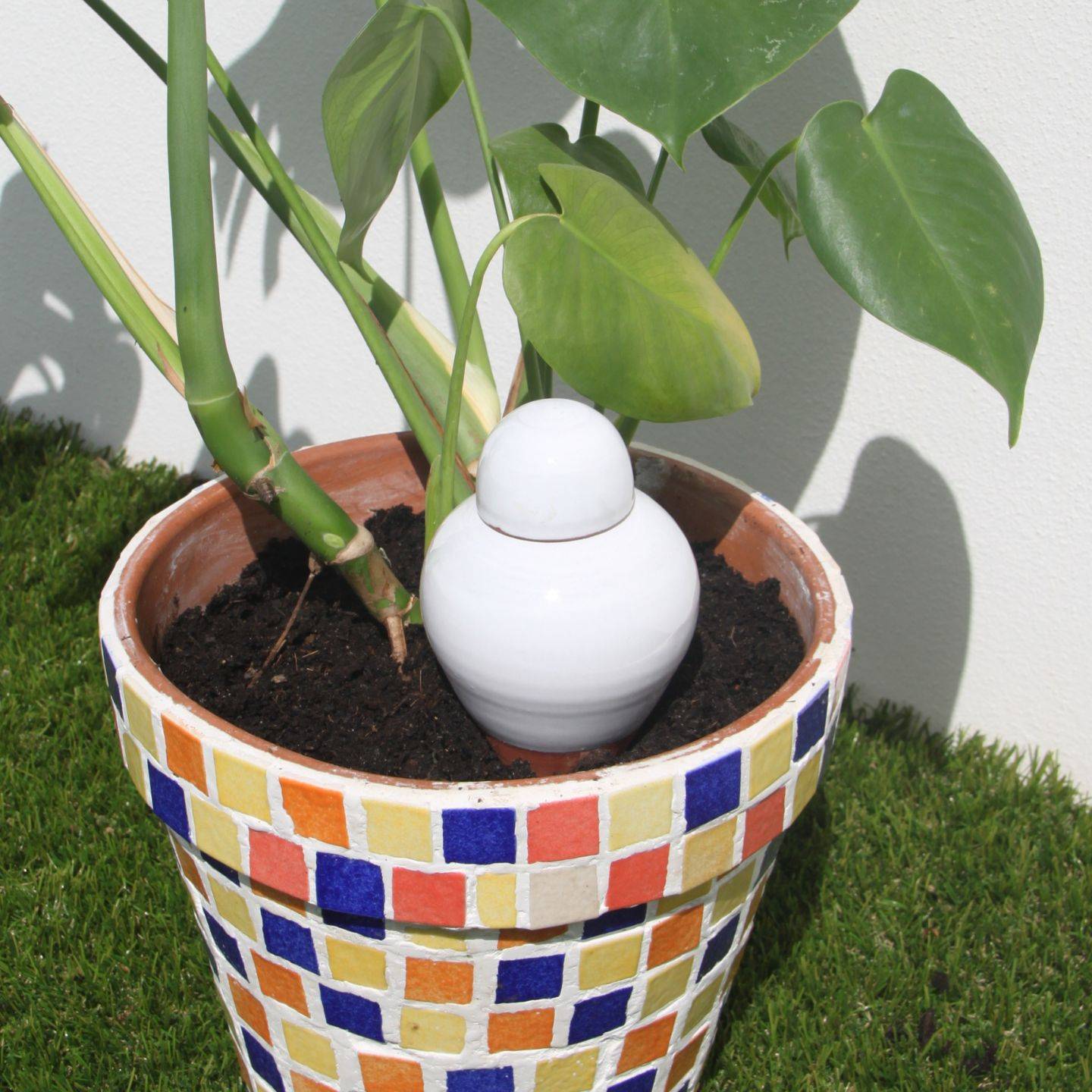 Ollas Lutton - Ollas sabeur blanc - Image 5