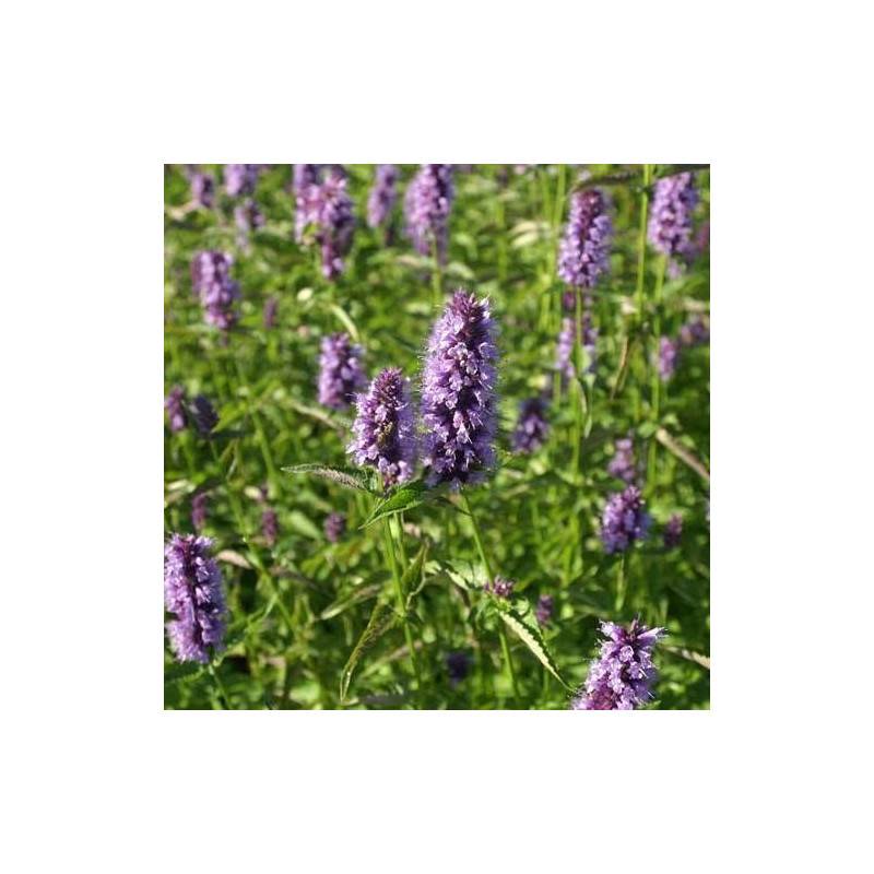 Agastache Black Adder à fleurs Bleue - feuillage Semi-Persistant - Godet - 5/20 cm-  hauteur à maturité De 0,15 m à 0,50 m - Imagen 1