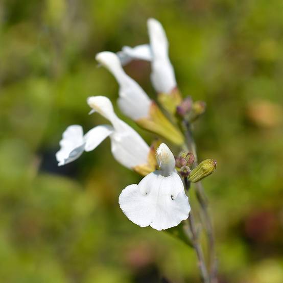 Promesse de Fleurs - Sauge arbustive Gletsjer - Salvia microphylla Godet de 8/9 cm