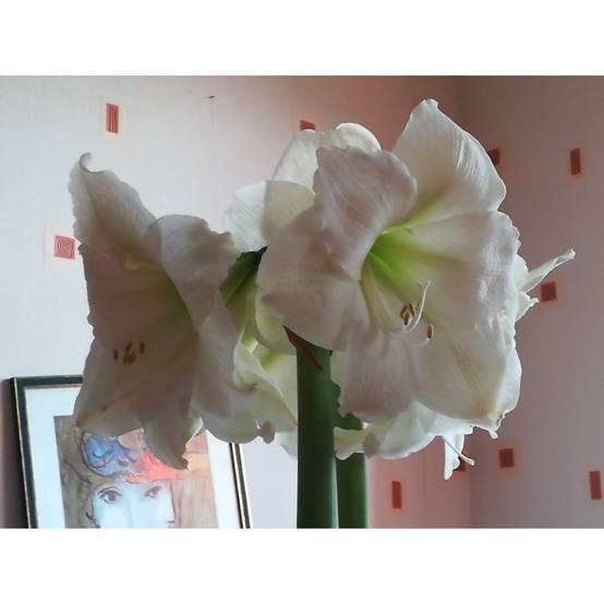 Amaryllis Christmas Gift Bulbe calibre 30/32, Extra - Image 5