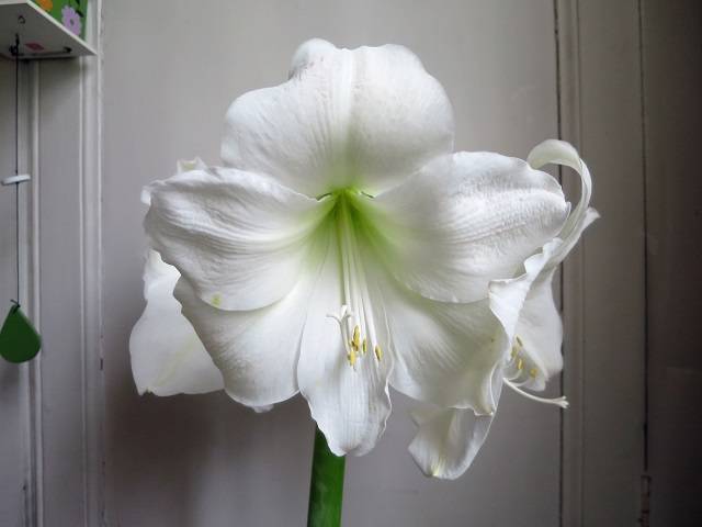 Amaryllis Christmas Gift Bulbe calibre 30/32, Extra - Image 4
