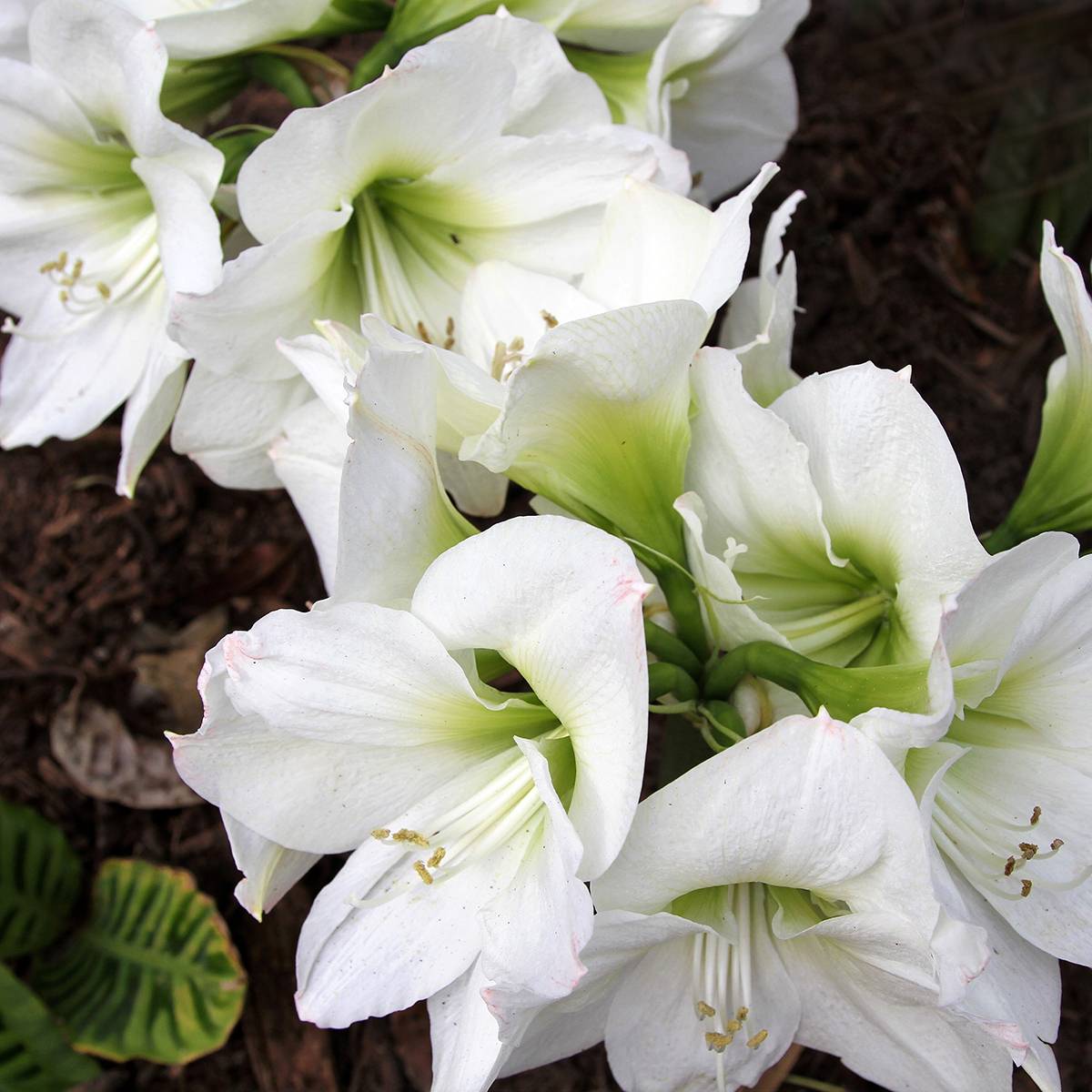 Amaryllis Christmas Gift Bulbe calibre 30/32, Extra - Image 2
