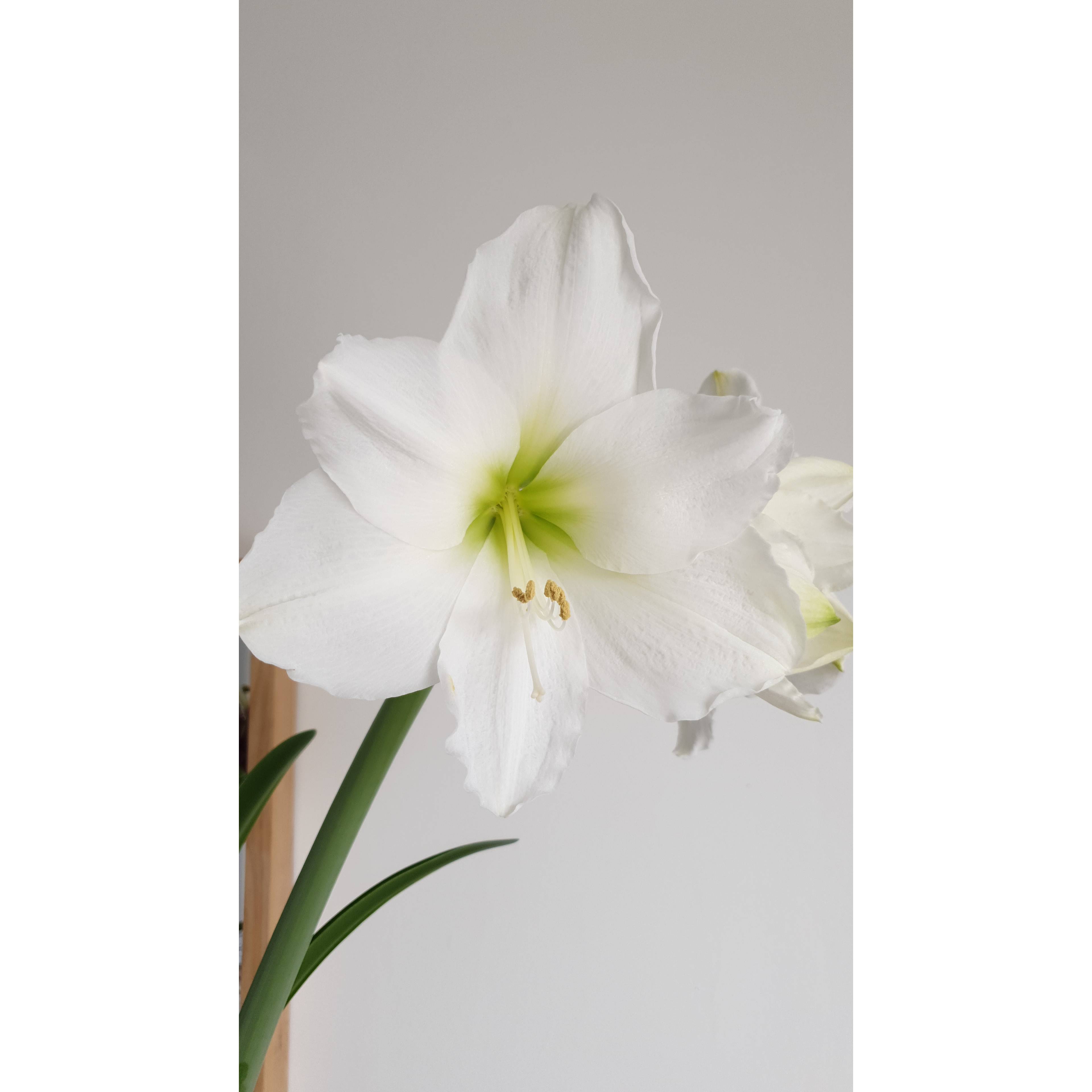 Amaryllis Christmas Gift Bulbe calibre 30/32, Extra - Image 6