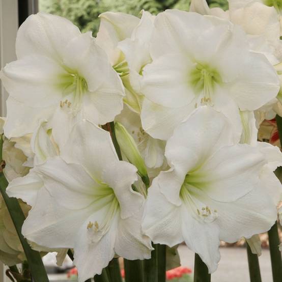 Amaryllis Christmas Gift Bulbe calibre 30/32, Extra - Image 3