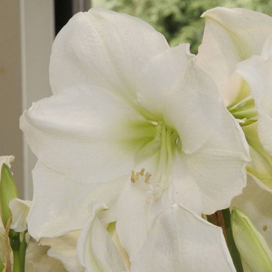 Amaryllis Christmas Gift Bulbe calibre 30/32, Extra - Image 1
