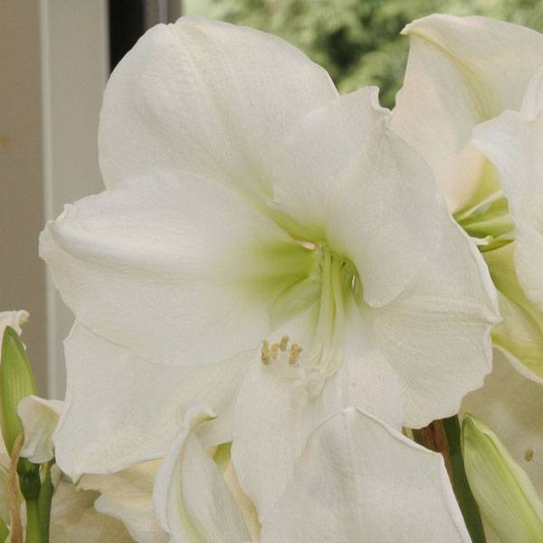 Amaryllis Christmas Gift Bulbe calibre 30/32, Extra - Image 1