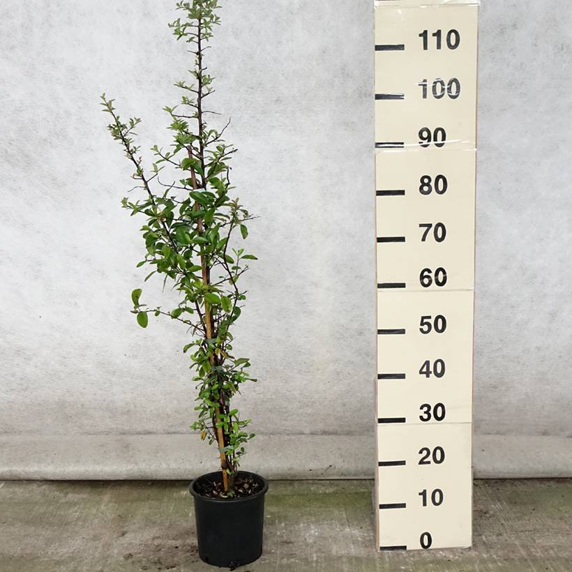 Promesse de Fleurs - Pyracantha Mohave - Buisson ardent  Pot de 2L/3L - Image 2