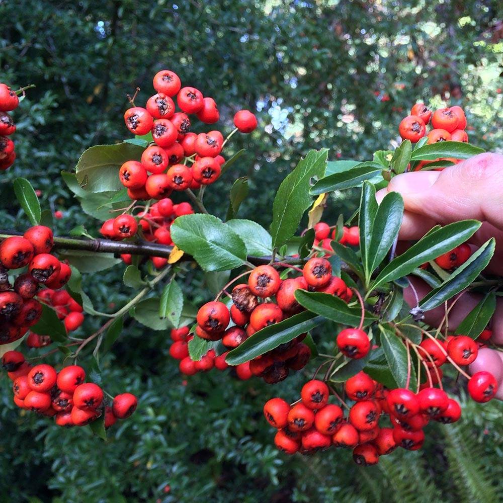 Promesse de Fleurs - Pyracantha Mohave - Buisson ardent Pot de 2L/3L - Image 1