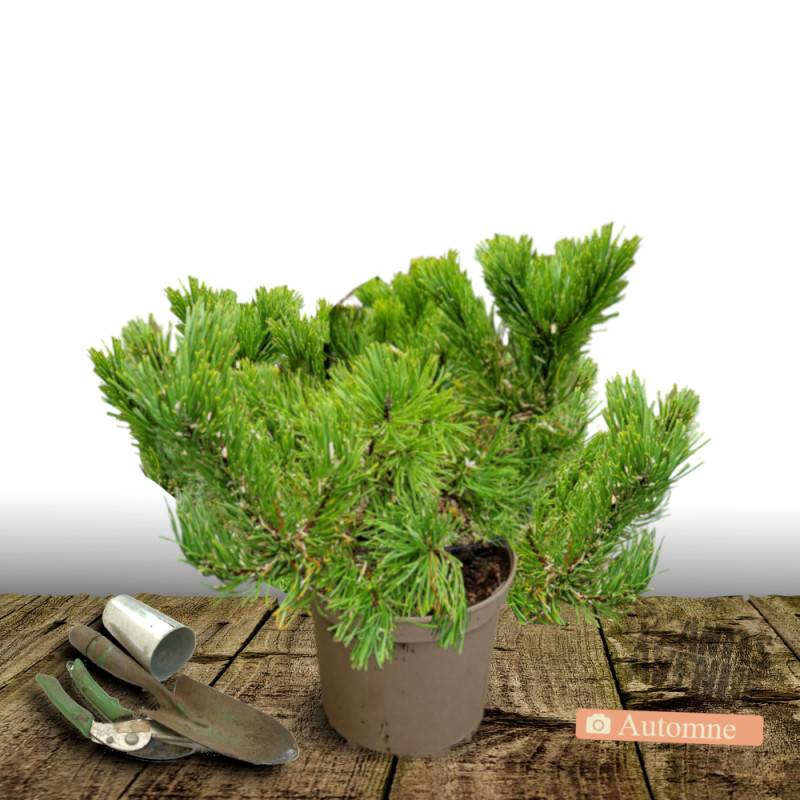 Pin rouge du Japon Alice Verkade, Pinus - Pot de 12L - 40/60 cm - Imagen 2