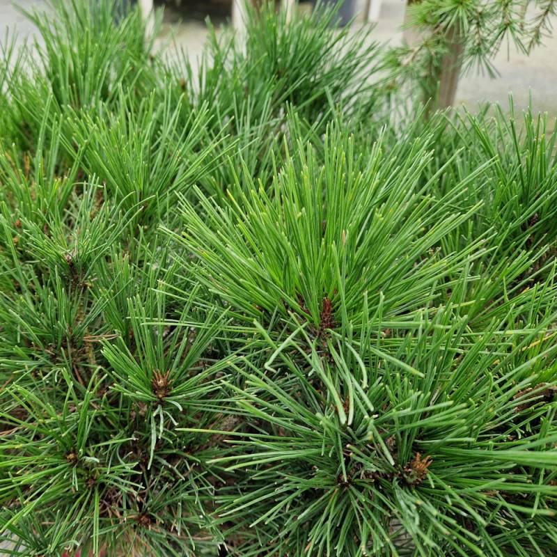 Pin rouge du Japon Alice Verkade, Pinus - Pot de 12L - 40/60 cm