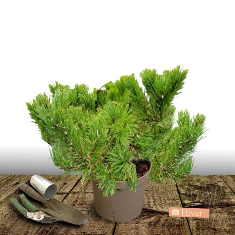 Pin rouge du Japon Alice Verkade, Pinus - Pot de 12L - 40/60 cm - Imagen 4