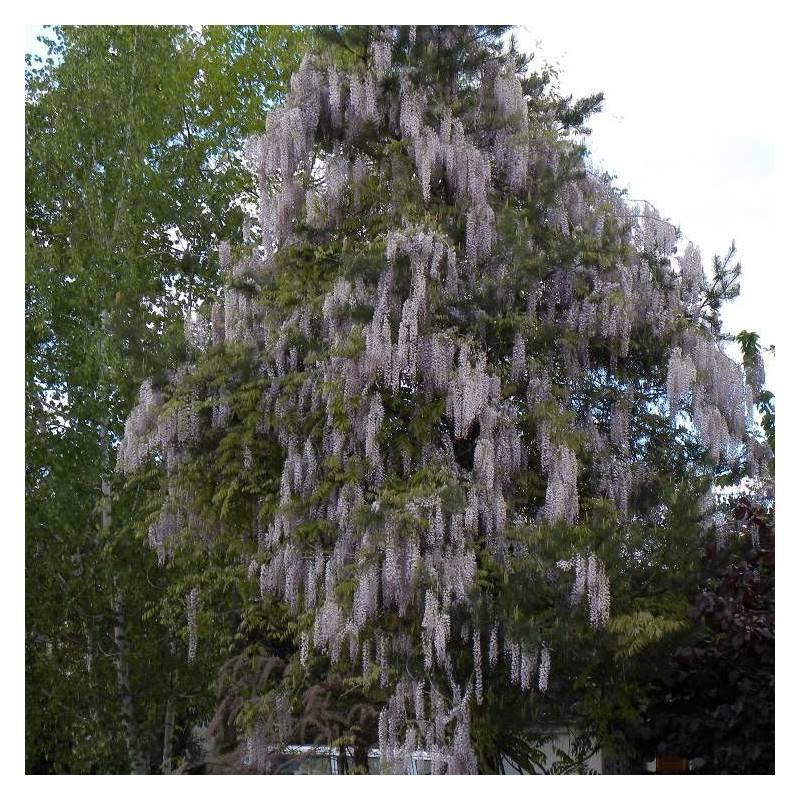 Glycine du Japon Pink Ice à fleurs Rose - feuillage Caduc - Godet - 5/10 cm-  hauteur à maturité De 5,00 m à 10,00 m - Imagen 2