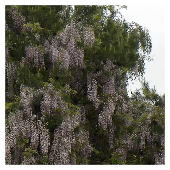 Glycine du Japon Pink Ice à fleurs Rose - feuillage Caduc - Godet - 5/10 cm- hauteur à maturité De 5,00 m à 10,00 m - Image 3