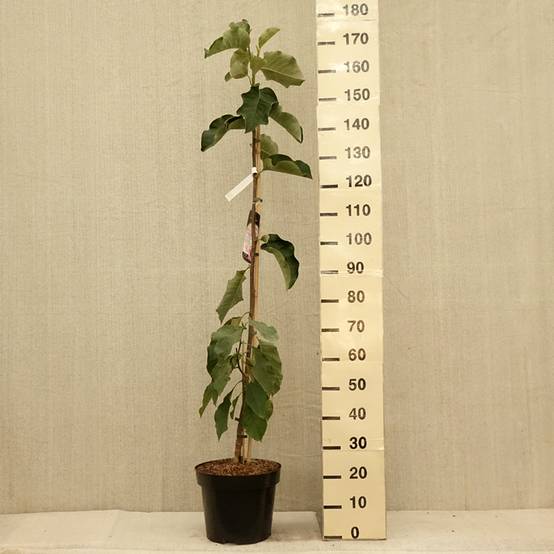 Magnolia Emperor Pot de 7,5L/10L - Image 2