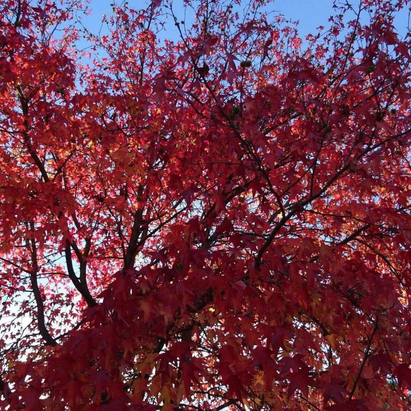 Copalme d'Amérique, Liquidambar - Pot de 1,5L - 20/50 cm - Image 8